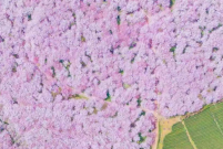 免预约！贵州春季顶流，贵安万亩樱花免费开放啦，5星住宿攻略请收好！